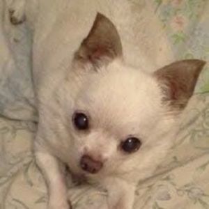 Meet your Posher, Wanda